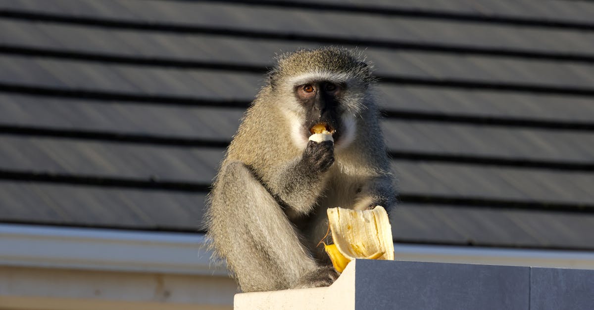 découvrez l'alimentation des singes, leurs habitudes nutritionnelles et les types de nourriture essentiels pour leur santé et leur bien-être.