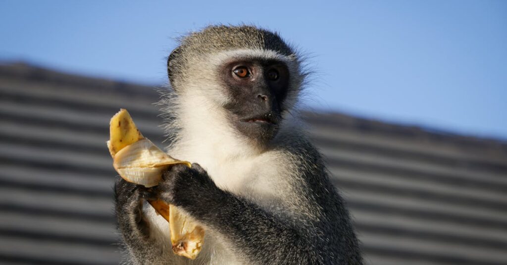 Les singes mangent uniquement des bananes — Réalité ou fausse croyance ? découvrez l'alimentation des singes, leurs habitudes alimentaires et les types de nourriture essentiels à leur santé et leur bien-être.