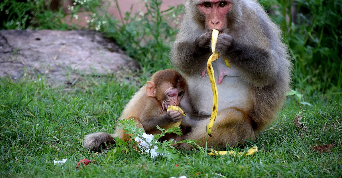 découvrez l'alimentation des singes, leurs préférences alimentaires et comment leur régime influence leur santé et leur comportement.