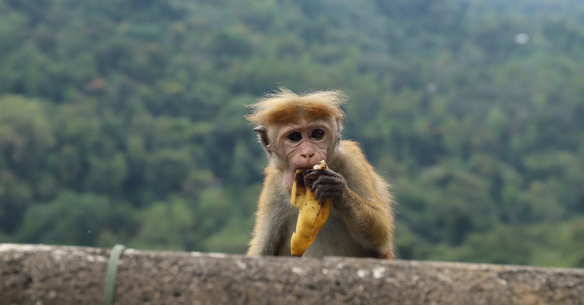 découvrez l'alimentation des singes : leurs habitudes alimentaires, les types de nourriture qu'ils consomment, et comment leur régime influence leur mode de vie.