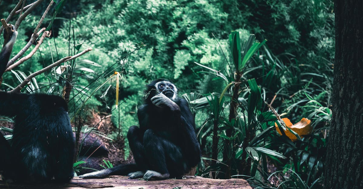 découvrez l'alimentation des singes : leurs habitudes alimentaires, les types de nourriture qu'ils consomment et leur impact sur l'écosystème.
