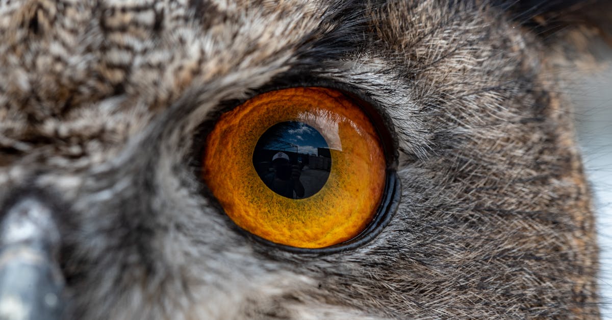 découvrez la vision nocturne innovante owl, offrant une clarté exceptionnelle et une technologie avancée pour voir dans l'obscurité.