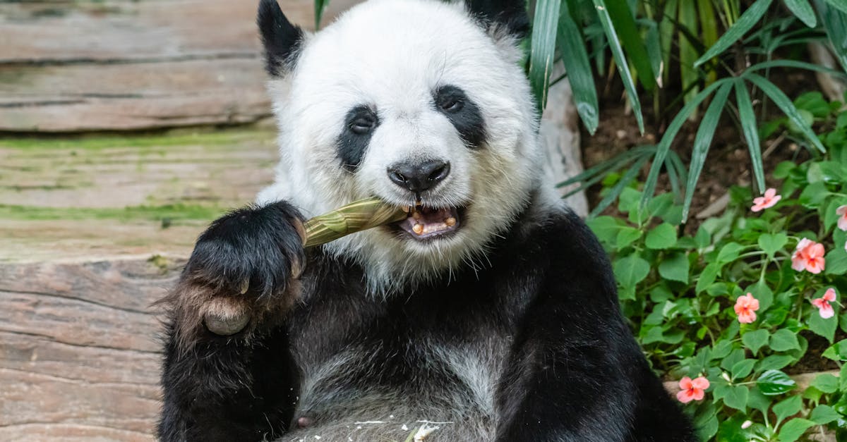 découvrez les pandas adorables en train de manger du bambou, leur aliment préféré, dans leur habitat naturel.