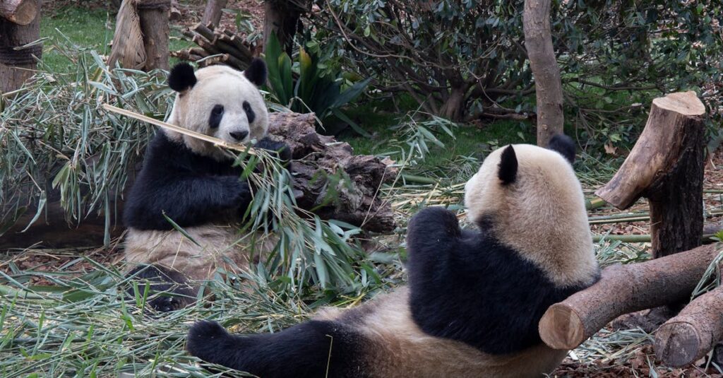 découvrez l'alimentation des pandas et leur habitude de manger du bambou, une plante essentielle à leur survie.