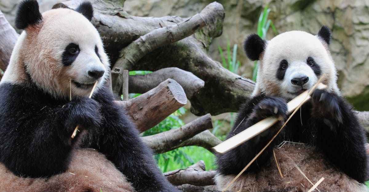découvrez les pandas en train de manger du bambou, leur nourriture préférée, dans leur habitat naturel. une scène adorable et paisible qui illustre parfaitement la vie de ces animaux fascinants.