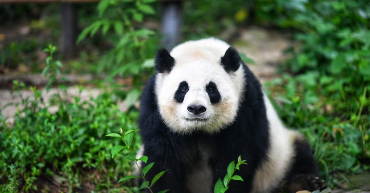 découvrez le mode de vie des pandas en train de manger du bambou, leur alimentation préférée et essentielle à leur survie dans la nature.