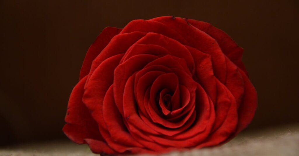 La passion ne dure pas — Réalité ou fausse croyance ? découvrez la puissance de la passion, cette force intérieure qui anime et inspire à réaliser ses rêves avec enthousiasme et détermination.