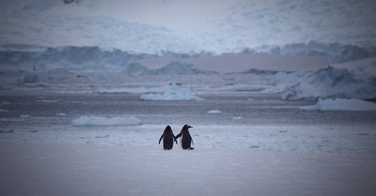 découvrez les comportements de monogamie chez les manchots, des relations fidèles fascinantes dans le règne animal.
