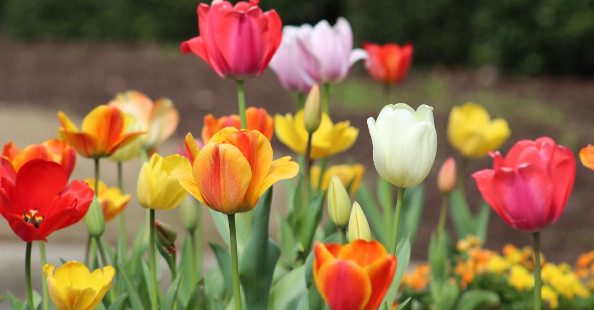 découvrez plant sensation, votre expert en plantes d'intérieur et d'extérieur, pour apporter fraîcheur et nature à votre espace.