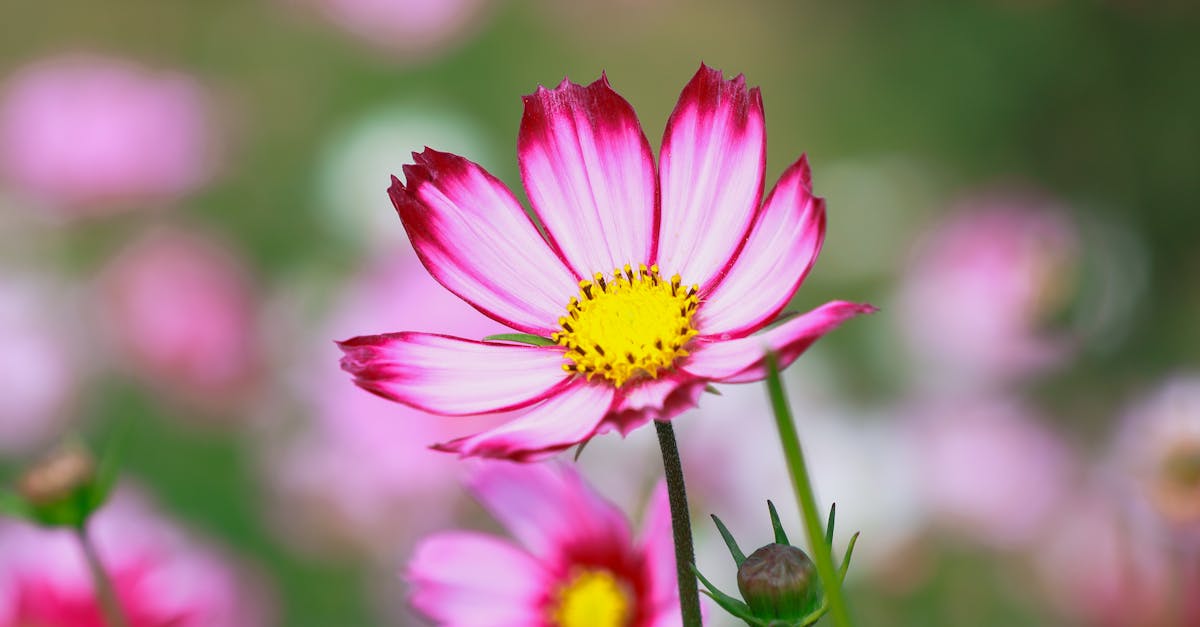 découvrez plant sensation, votre source d'inspiration pour des plantes d'intérieur magnifiques et bien entretenues. conseils, astuces et idées pour transformer votre espace en un véritable havre de verdure.