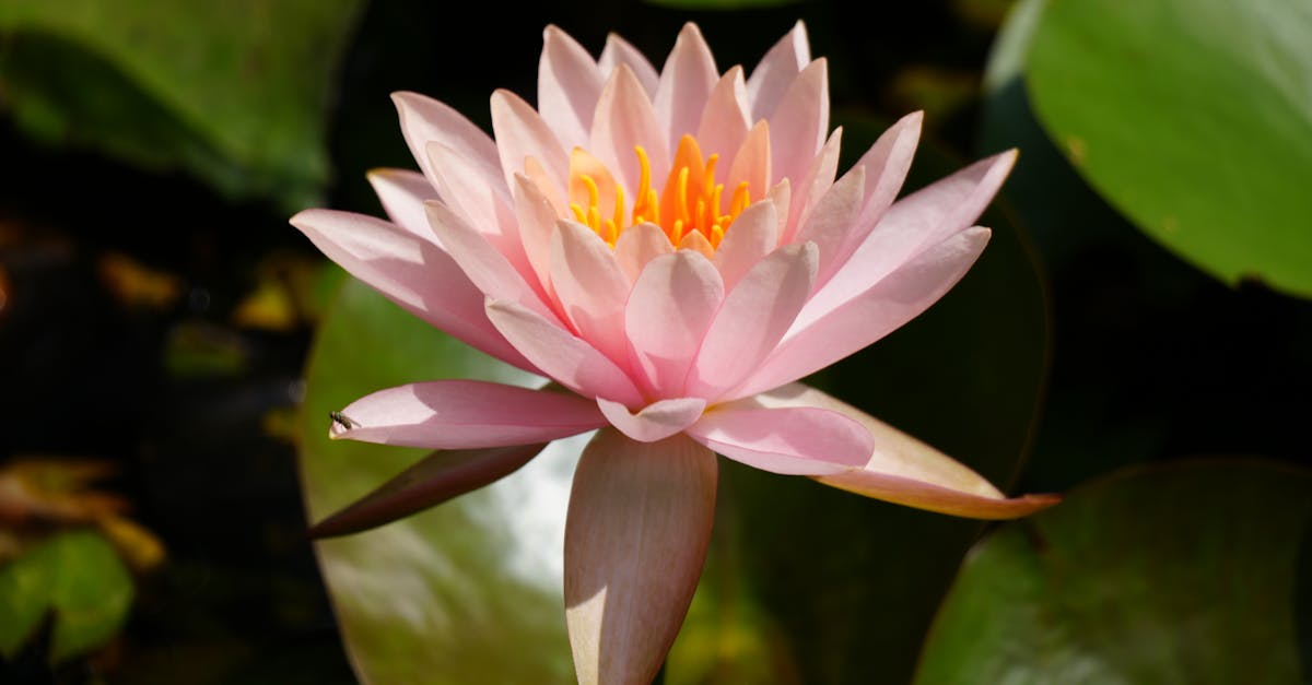 découvrez plant sensation, votre destination pour des plantes d'intérieur élégantes et faciles à entretenir, qui embellissent votre espace de vie avec style et fraîcheur.