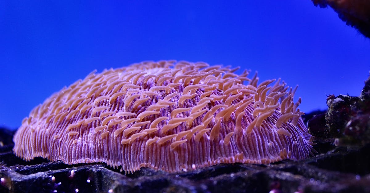 découvrez tout sur les requins : leur habitat, comportement, espèces et rôle essentiel dans l'écosystème marin.