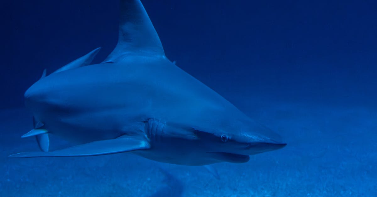 découvrez tout sur les requins : leurs espèces, comportements, habitats et leur rôle essentiel dans l'écosystème marin.
