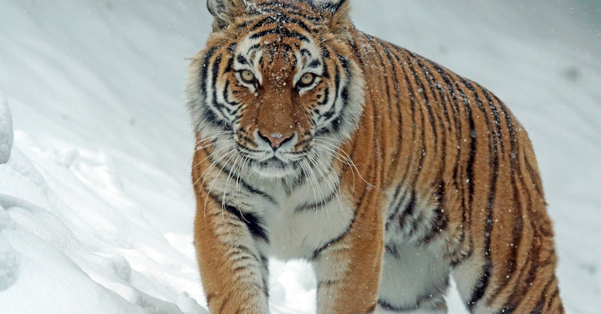 découvrez tout sur les tigres : leur habitat, leur comportement, et leur importance dans la biodiversité.