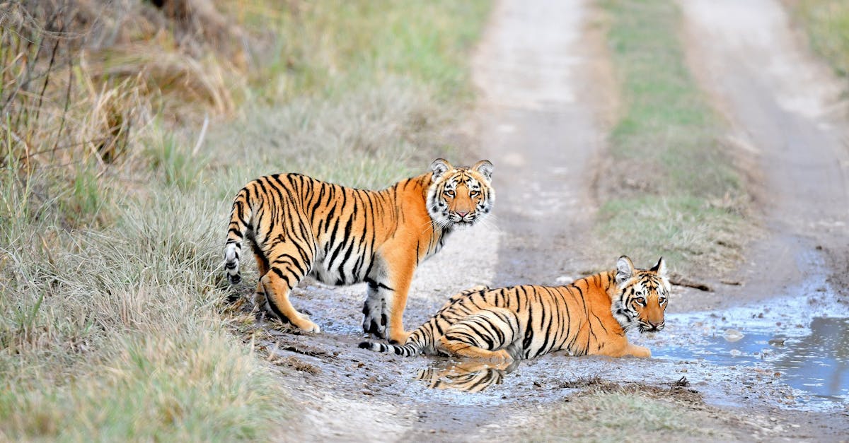 découvrez tout sur les tigres, ces magnifiques félins puissants et majestueux, leur habitat, leur comportement et leur conservation.