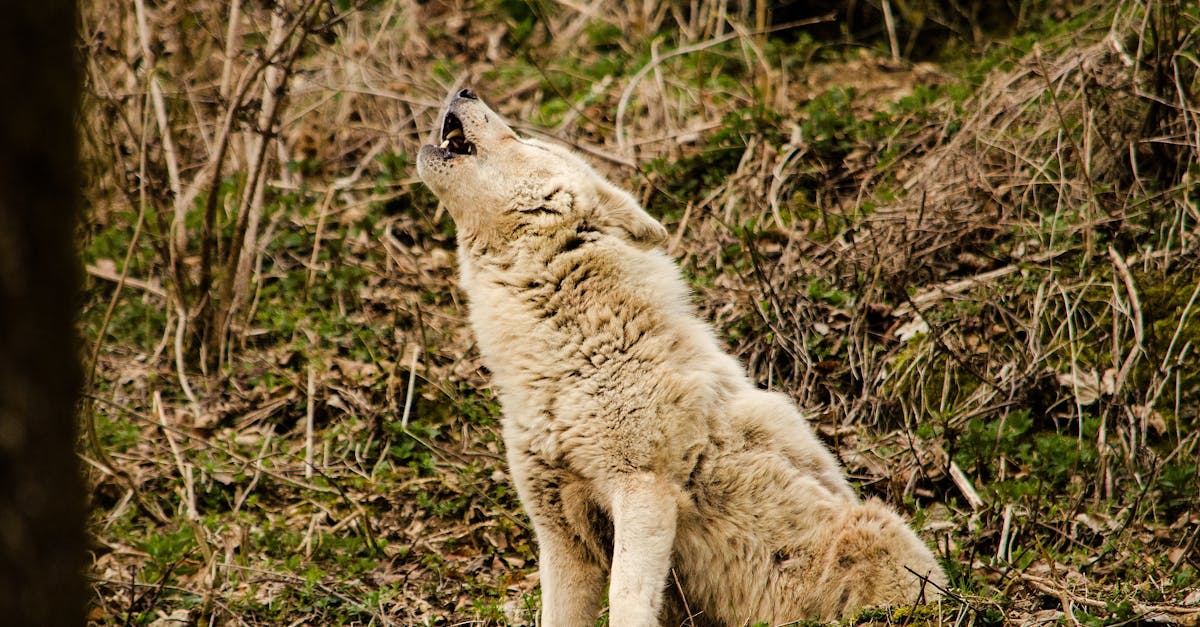 découvrez le chant envoûtant des loups hurlants, un spectacle naturel fascinant qui révèle la communication et l'esprit sauvage de ces majestueux animaux.