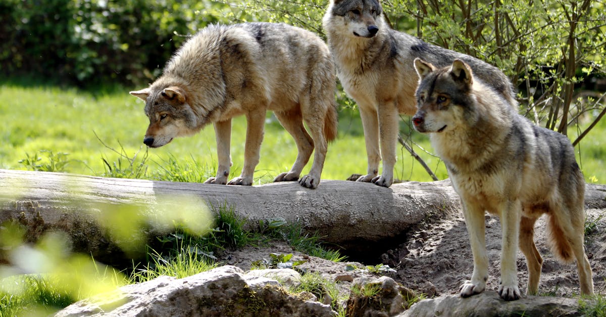 découvrez la puissance et la mystique des loups hurlant à la lune, un chant envoûtant qui résonne dans la nature sauvage.