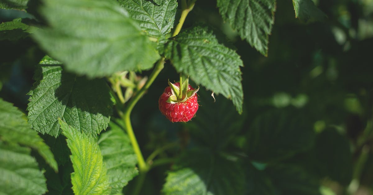 découvrez les aliments anti-inflammatoires naturels qui aident à réduire l'inflammation, améliorer la santé et favoriser le bien-être au quotidien.