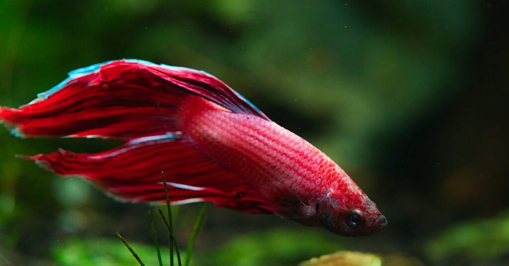 découvrez les bienfaits de la bêta-alanine, un acide aminé essentiel pour améliorer les performances sportives et retarder la fatigue musculaire.