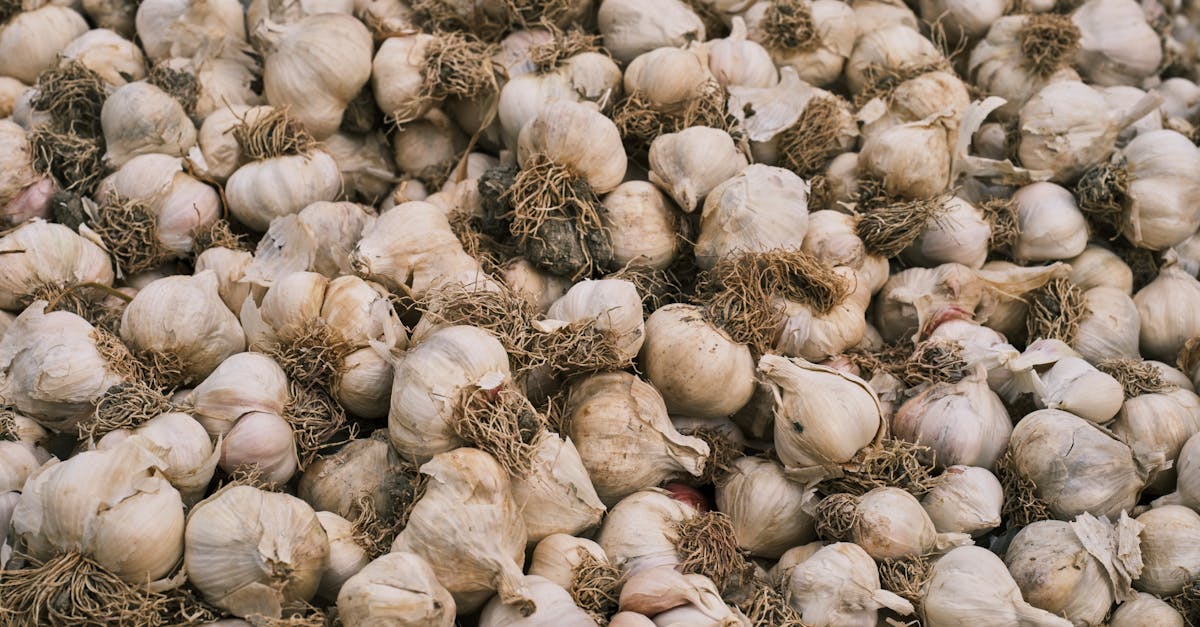 découvrez les risques potentiels de l'ail noir et comment l'utiliser en toute sécurité dans votre alimentation.