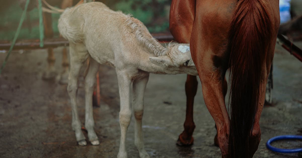 découvrez des conseils essentiels sur la nutrition pendant l'allaitement pour assurer la santé de la maman et du bébé.
