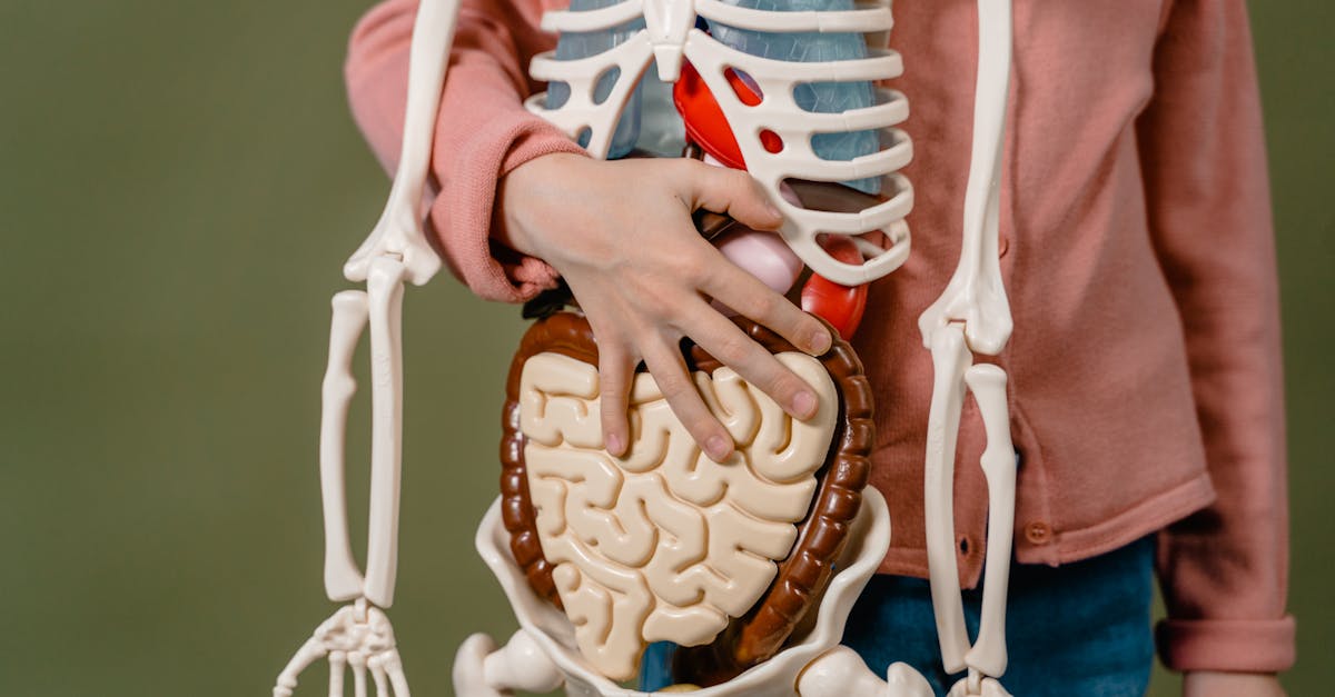 découvrez le microbiome intestinal, son rôle essentiel dans la santé digestive et son impact sur le bien-être général.