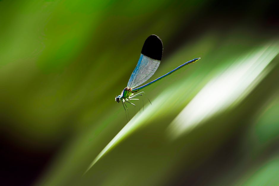 Close-up of insect wings in motion with motion blur