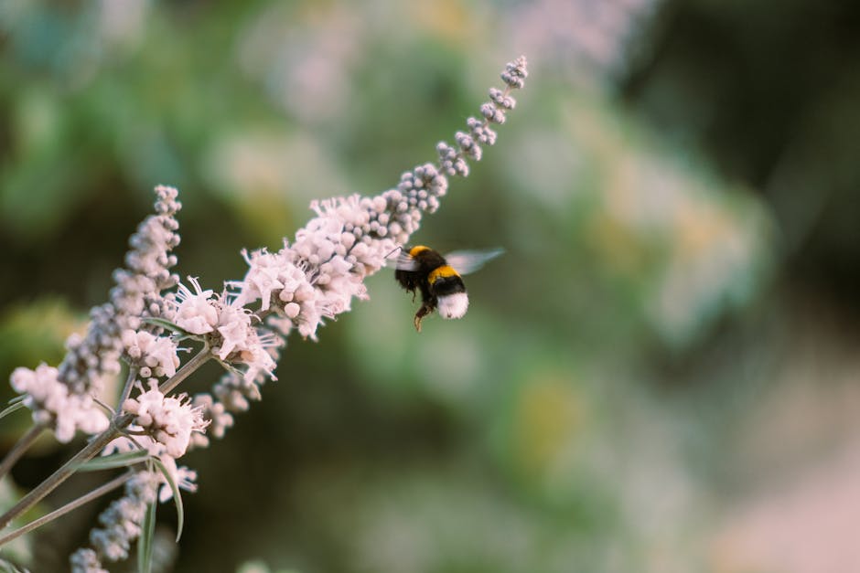 A bumblebee hovering near a flower in flight