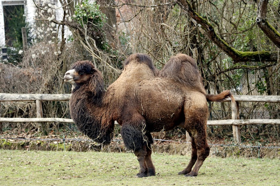 Two-humped Bactrian camel in cold steppe landscape
