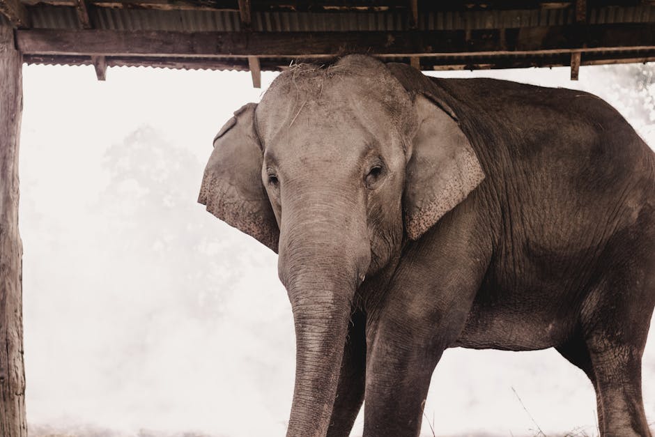 Majestic elephant in a natural sanctuary in Thailand