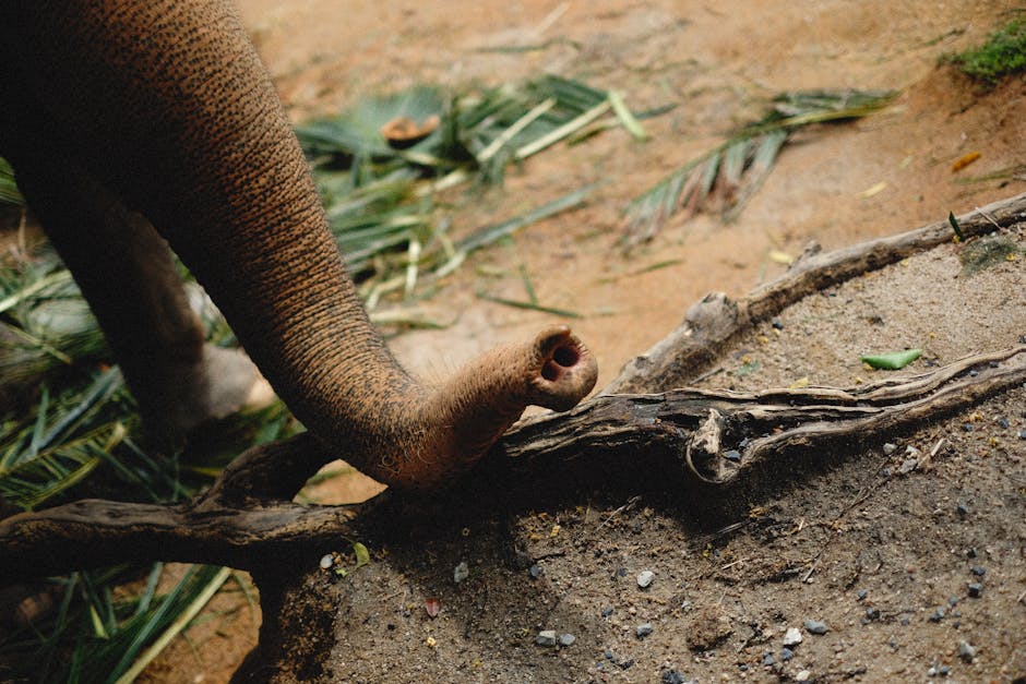 Elephant painting with a handler guiding the trunk in a tourist camp