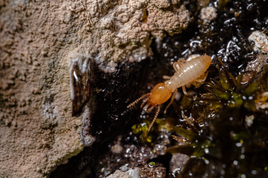 Les termites mangent-ils le bois plus vite en écoutant de la musique rock ? Detailed macro shot of a termite on wood, showcasing insect behavior and texture.