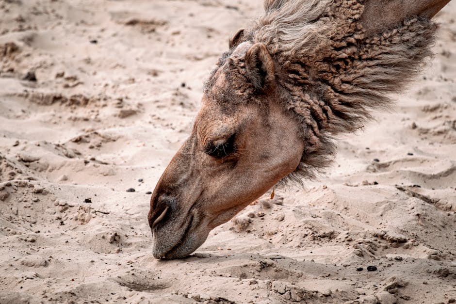 Close-up of camel hump anatomy and fat tissue concept