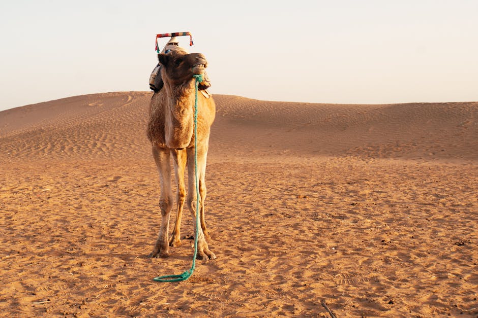 Camel drinking water in desert after long journey