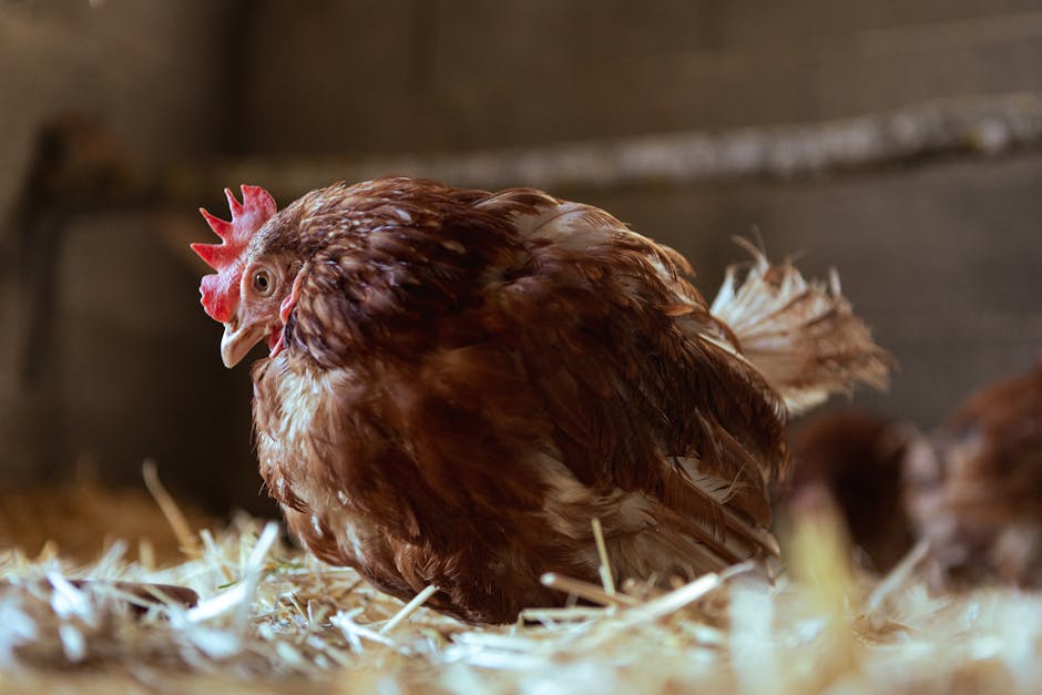 Poule calme dans un élevage avec litière propre et lumière naturelle