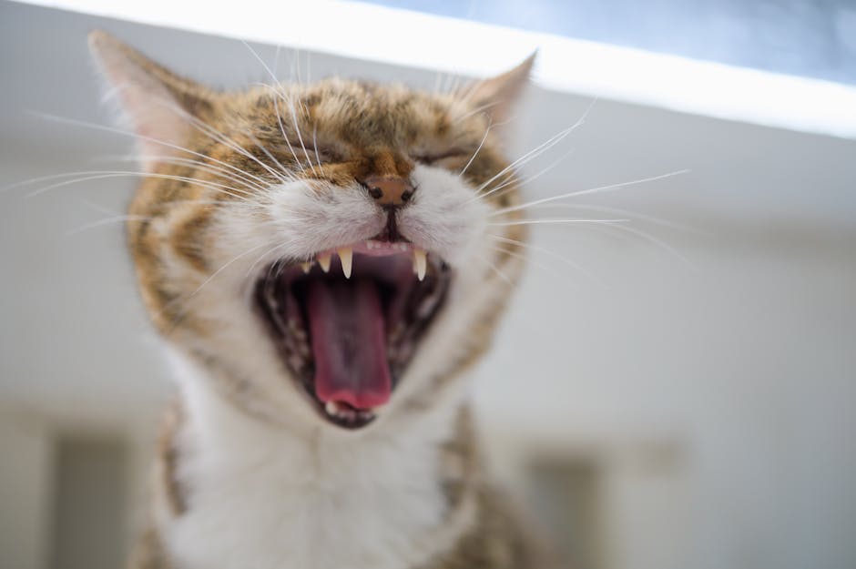 Person yawning in a calm indoor setting