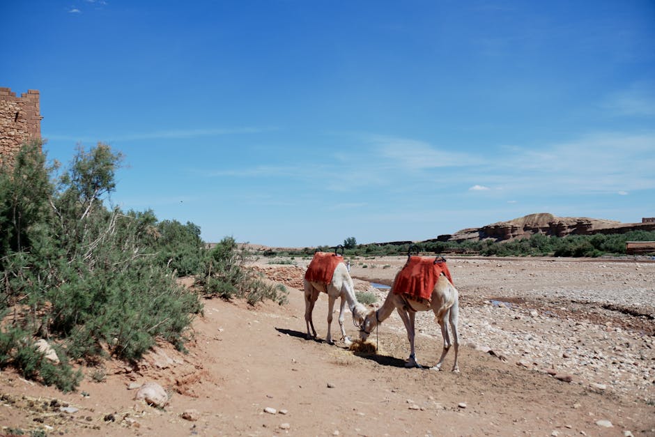 Les chameaux stockent-ils vraiment de l’eau dans leurs bosses ? Mythes, biologie et chiffres réels Two camels with red blankets grazing in a sunlit, arid rural setting with blue sky.