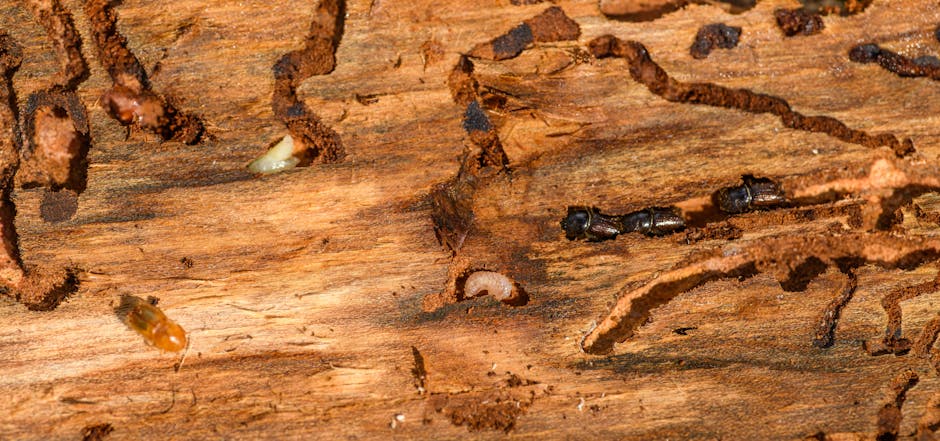 Home inspection for termite damage in a wooden structure