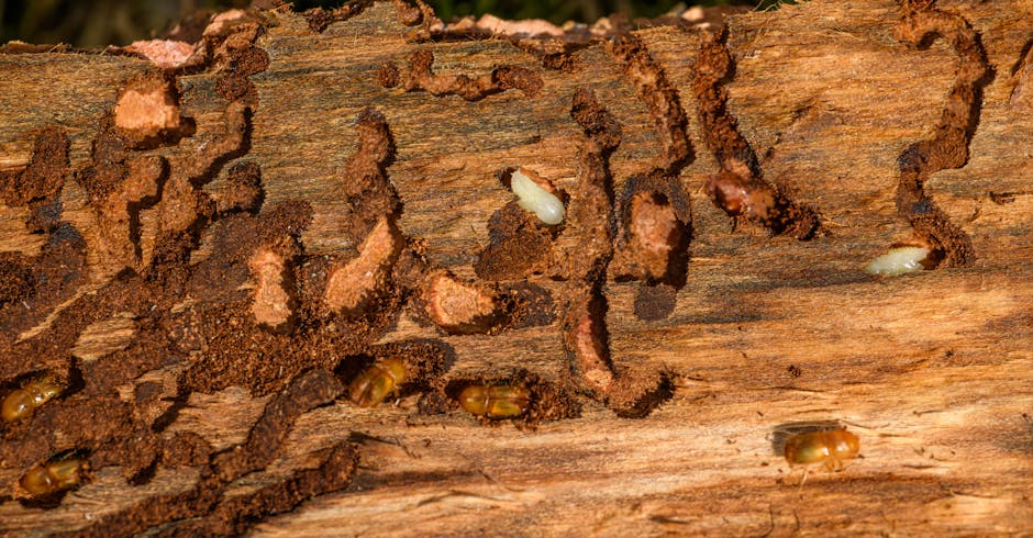 Close-up of termite colony inside wood tunnel