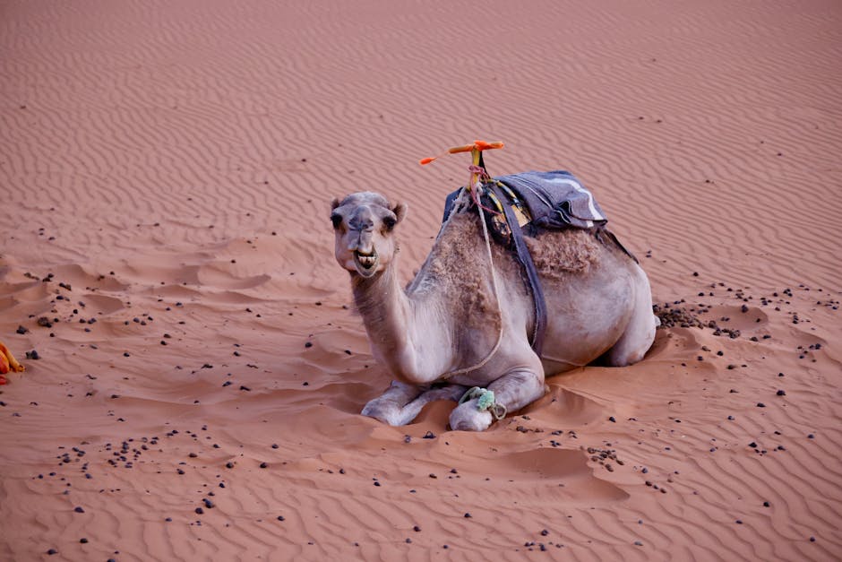 Camel silhouette in desert with visible hump