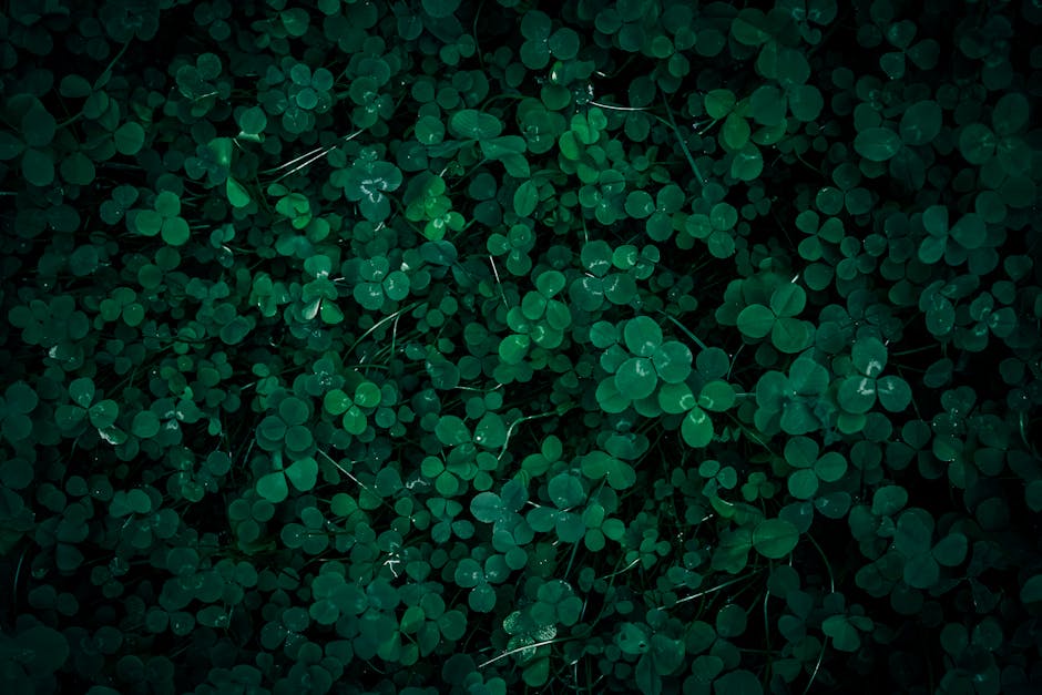 Meadow filled with white clover plants