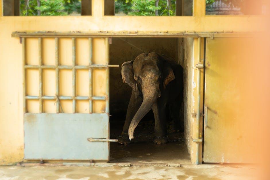 Elephant holding a paintbrush in a wildlife sanctuary