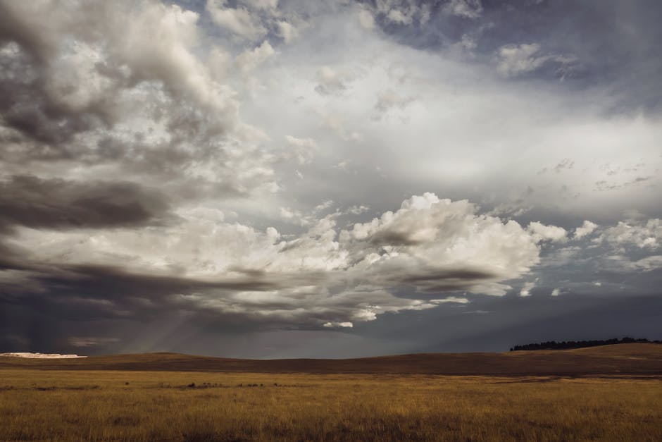 Cattle in a wide prairie landscape during severe weather