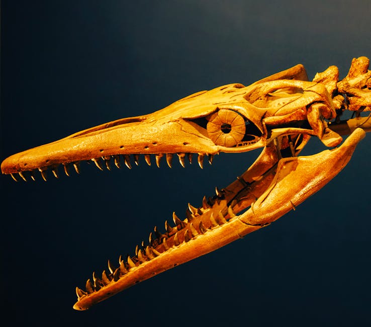 Ancient human skull and jaw comparison with modern jaw