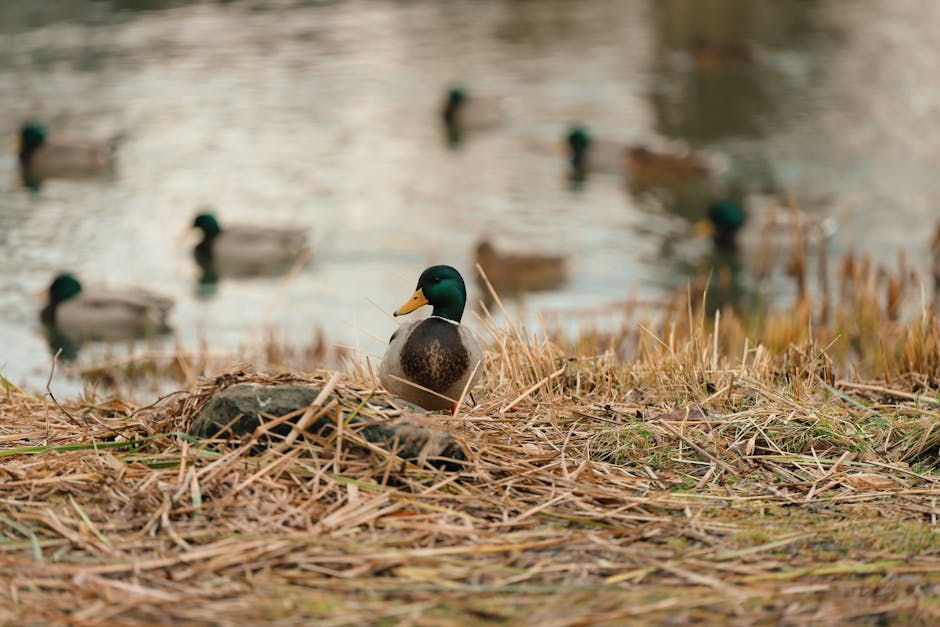 Duck on a quiet lake with reeds and wetlands