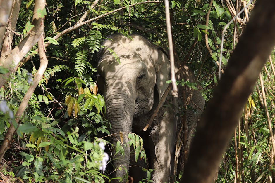 Elephants in a natural sanctuary environment