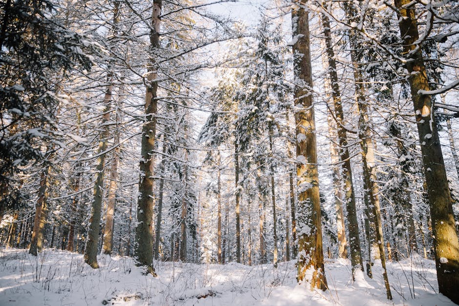Sunlight hitting Earth at a low angle during winter in the Northern Hemisphere