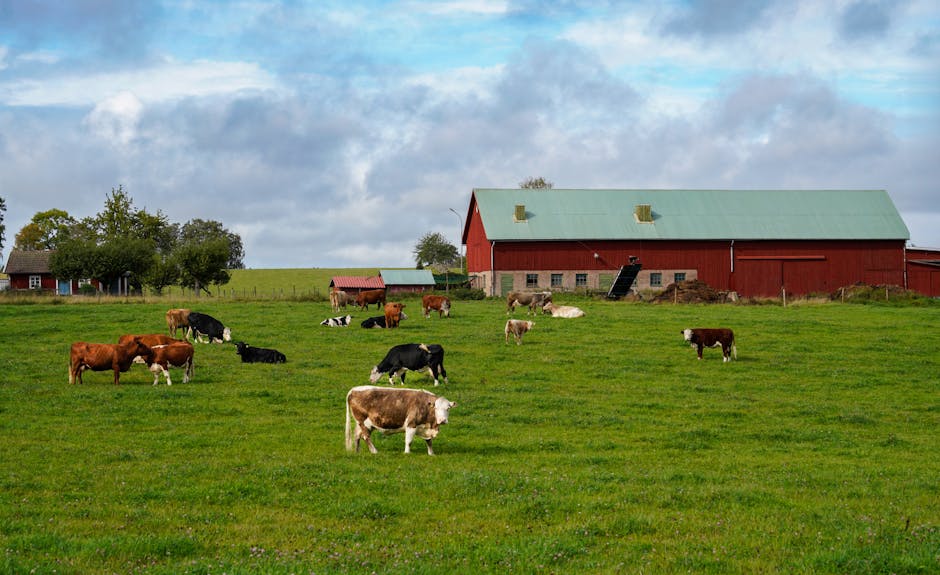 A tornado over open cattle pasture with cows in the foreground