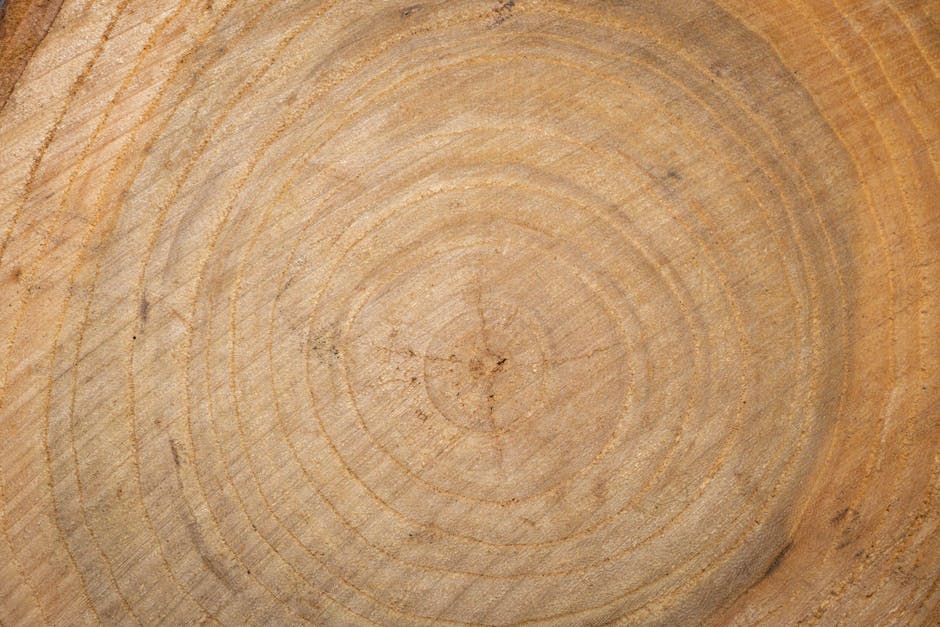 Close-up of tree rings used for scientific dating and radiocarbon analysis