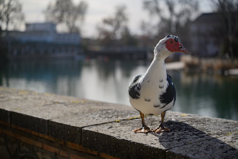 Un canard peut-il vraiment faire écho ? Mythes, expériences et vraie physique du “coin-coin” Muscovy duck standing on stone ledge by a peaceful lake in Valdemoro, Spain.